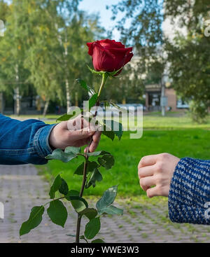 Nel parco della città sul sentiero una mano d'uomo tiene fuori e dà la ragazza una rosa rossa fiore Foto Stock