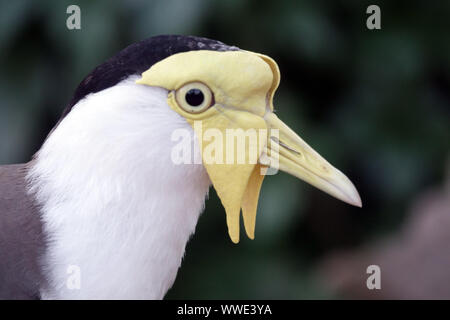 Masked pavoncella Vanellus miglia testa di dettaglio Foto Stock