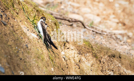 Coppia di sabbia Martins (Riparia Riparia) giocare intorno il loro nido fori nella parete di sabbia sulla riva del mare irlandese. Testa di Bray, Co. Wicklow, Irlanda. Foto Stock