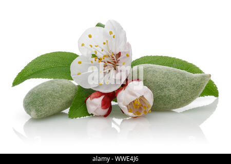 Fresco verde mandorle con fiori e foglie isolati su sfondo bianco Foto Stock
