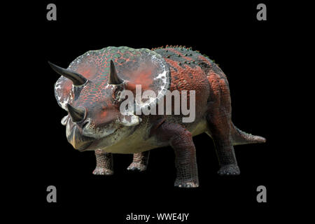 Triceratops isolati su sfondo nero. Triceratops è un dinosauro erbivoro vissuto nel cretaceo Foto Stock