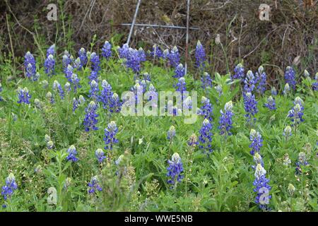 Berretti blu lungo la strada a Luckenbach Texas, Stati Uniti d'America Foto Stock