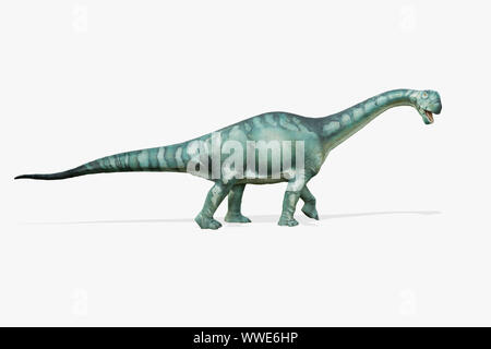 Brontosaurus isolati su sfondo bianco. Brontosaurus è un dinosauro erbivoro vissuto nel giurassico Foto Stock