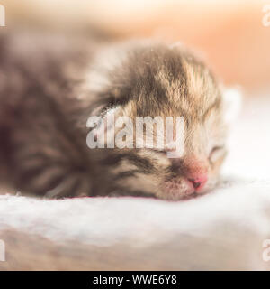 Carino gattino neonato sonno, vicino la faccia. Foto Stock