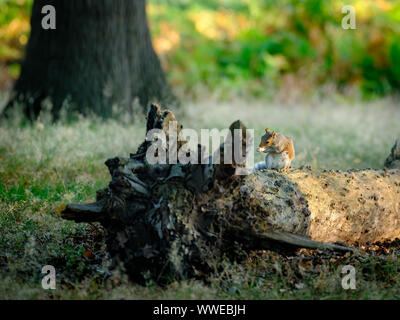 Scoiattolo grigio sul tronco di albero Foto Stock