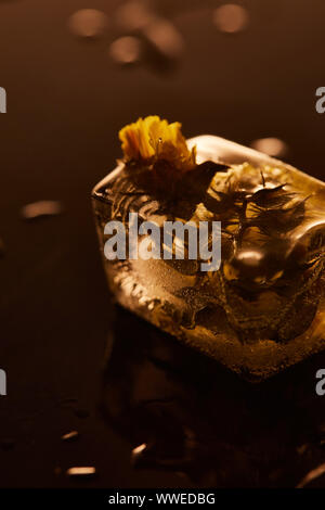 Trasparente cubo di ghiaccio congelato con fiore giallo su sfondo illuminato Foto Stock