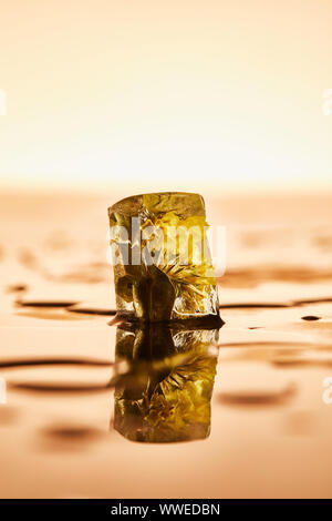 Pure il cubo di ghiaccio congelato con fiore giallo su sfondo illuminato Foto Stock