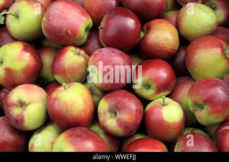 Apple 'Epicure', mele, mangiare le mele, Malus domestica, mangiare sano Foto Stock