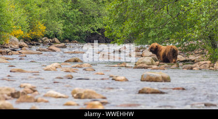 Highland mucca cercando di attraversare il fiume in Aberdeenshire, Scozia Foto Stock