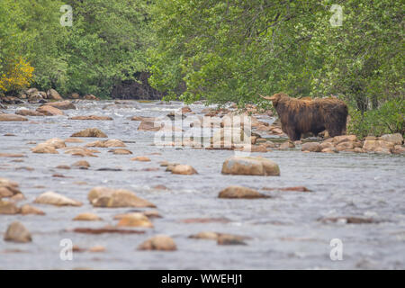 Highland mucca cercando di attraversare il fiume in Aberdeenshire, Scozia Foto Stock