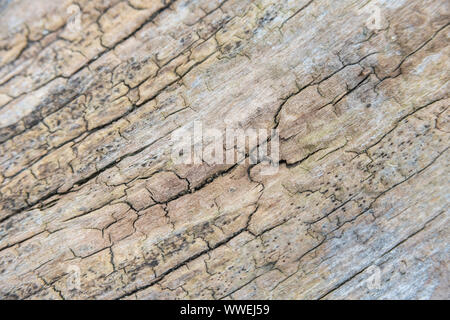 Macro Close-up shot di marciume tronco legno texture. Fusto curvo dà DoF poco profondo con la messa a fuoco limitata a immagine centrale ricambi & resto cadere. Foto Stock