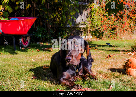 Cane al sole nel giardino Foto Stock