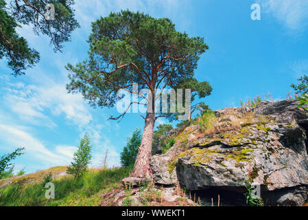 Pino Alto sulla scogliera . Paesaggio estivo, Carelia Foto Stock