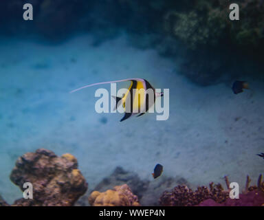 Uomo snorkeling subacqueo in fiji in vacanza Foto Stock