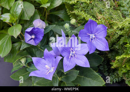 Platycodon palloncino fiore viola fiori blu che mostra i fiori apertura completamente aperto e gemme un perenne che ama il sole pieno ed è completamente hardy Foto Stock