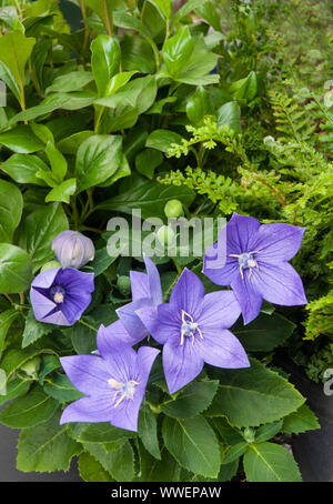 Platycodon palloncino fiore viola fiori blu che mostra i fiori apertura completamente aperto e gemme un perenne che ama il sole pieno ed è completamente hardy Foto Stock