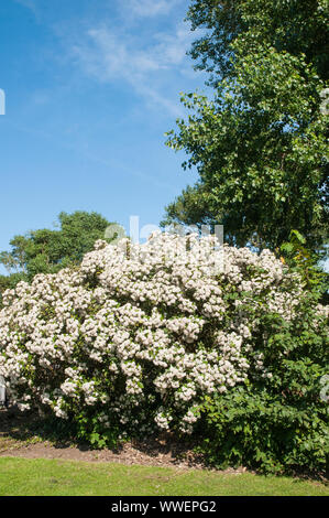 Olearia haastii x Daisy bush coperti in corymbs pieno di fiori bianchi a evergreen perenne arbusto costiere che è ideale per siepi e completamente hardy Foto Stock