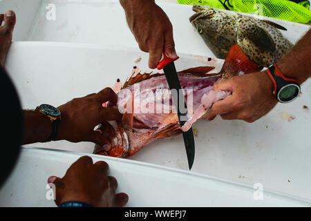 Eviscerare un pesce appena pescato su una barca da pesca Foto Stock