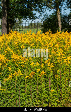 Grande agglomerato di Solidago verga d'oro che crescono in un confine erbacee questa è una pianta erbacea perenne ed è completamente hardy Foto Stock