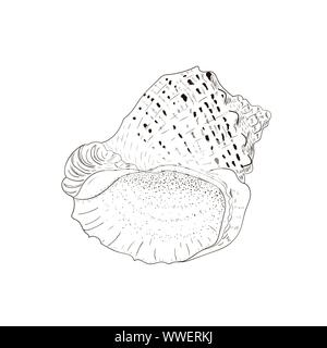 Conchiglia di mare Rapana venosa isolato su bianco. Mano bozzetto. Illustrazione Vettoriale. Illustrazione Vettoriale