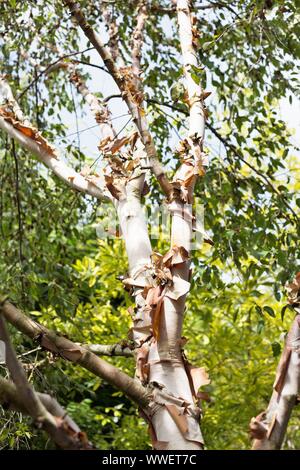Betula albosinensis var. septentrionalis - rosso cinese di betulla. Foto Stock