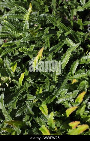 Blechnum penna-marina fern. Foto Stock