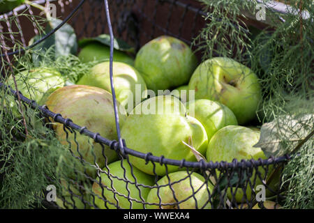 Verde biologico mele appena raccolto in un cestello di metallo sul mercato del contadino, selezionata la messa a fuoco e profondità di campo ridotta Foto Stock