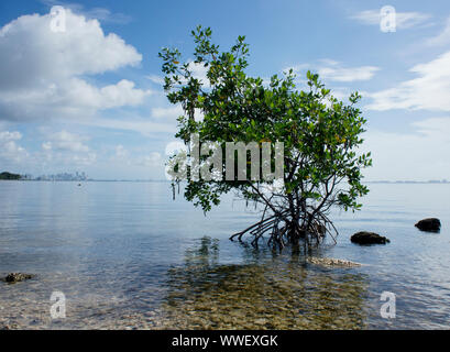 Unico stand di mangrovie in fondali bassi della Baia di Biscayne a Matheson amaca park, con il centro di Miami (sinistra) e Key Biscayne (a destra) all'orizzonte Foto Stock