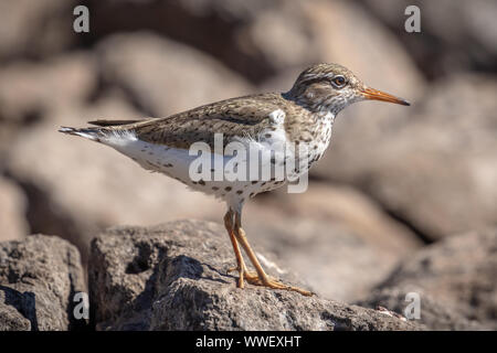 Un spotted sandpiper (Actitis macularius) foraggio su una costa rocciosa nel sud della Oregon. Foto Stock