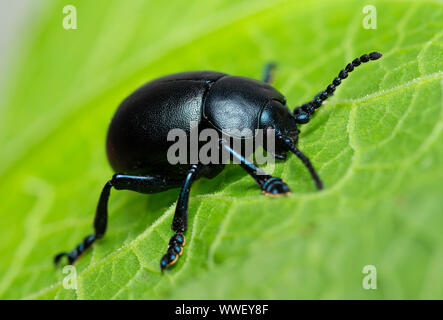 Sanguinosa naso-Beetle (Timarcha tenebricosa) Foto Stock