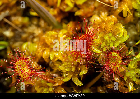 Sundew comune (drosera rotundifolia) Foto Stock