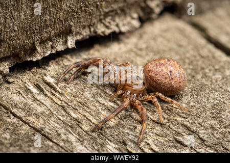 Comune ragno granchio (Xysticus sp.) Foto Stock