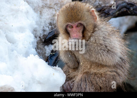 I capretti Snow Monkey Foto Stock