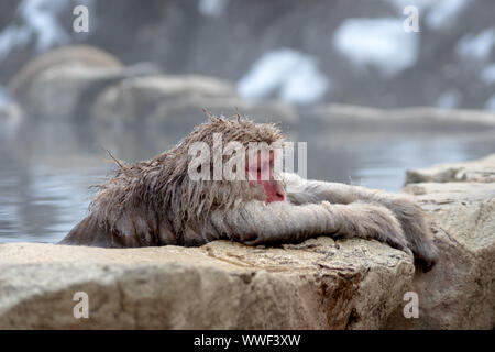 Macaque giapponese rilassante in una primavera calda Foto Stock