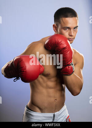 Giovane maschio boxer Foto Stock