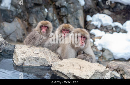 Tre macachi giapponesi sedersi da una primavera calda Foto Stock