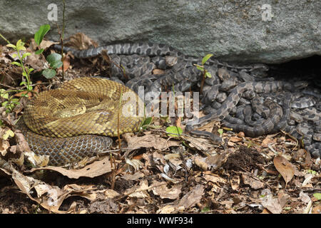 Legname rattlesnakes, (Crotalus horridus), adulti femmine e giovani del neonato, Pennsylvania, gravido di legname femmina rattlesnakes raccogliere insieme a maternit Foto Stock