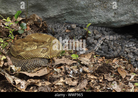 Legname rattlesnakes, (Crotalus horridus), adulti femmine e giovani del neonato, Pennsylvania, gravido di legname femmina rattlesnakes raccogliere insieme a maternit Foto Stock