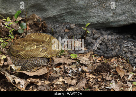 Legname rattlesnakes, (Crotalus horridus), adulti femmine e giovani del neonato, Pennsylvania, gravido di legname femmina rattlesnakes raccogliere insieme a maternit Foto Stock