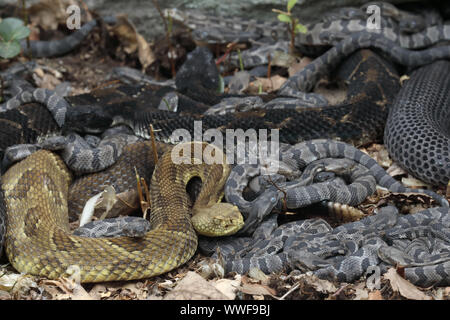 Legname rattlesnakes, (Crotalus horridus), adulti femmine e giovani del neonato, Pennsylvania, gravido di legname femmina rattlesnakes raccogliere insieme a maternit Foto Stock