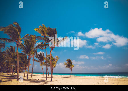 La foto è stata scattata presso la costa atlantica. Palme di cocco sulla sabbia bianca di Bavaro Beach in Punta Cana Repubblica Dominicana. Foto Stock