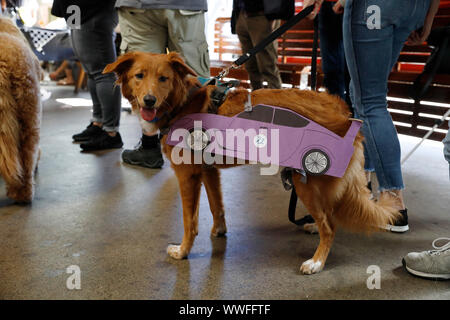 San Francisco, Stati Uniti d'America. Xiv Sep, 2019. Un cane vestito in veicolo-style costume partecipa a un cane la concorrenza a San Francisco, negli Stati Uniti il 7 settembre 14, 2019. Il concorso si è svolta sabato, durante la quale i cani in pet ha montrato veicolo-style costumi e gareggiato in una gara. Credito: Li Jianguo/Xinhua Credito: Xinhua/Alamy Live News Foto Stock