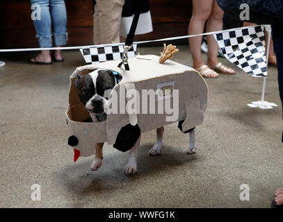 San Francisco, Stati Uniti d'America. Xiv Sep, 2019. Un cane vestito in veicolo-style costume partecipa a un cane la concorrenza a San Francisco, negli Stati Uniti il 7 settembre 14, 2019. Il concorso si è svolta sabato, durante la quale i cani in pet ha montrato veicolo-style costumi e gareggiato in una gara. Credito: Li Jianguo/Xinhua Credito: Xinhua/Alamy Live News Foto Stock