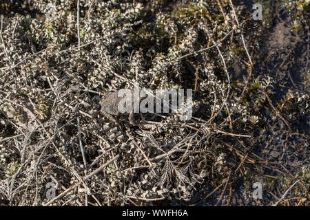 Un giovane Toad di Montagne Rocciose (Anaxyrus woodhousii woodhousii) dalla Contea di Costilla, Colorado, USA. Foto Stock