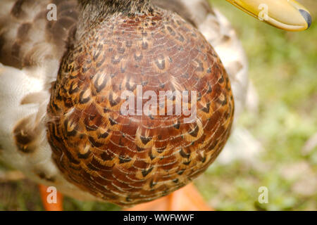 Closeup di un adulto anatra mallard in piedi nell'erba. Foto Stock