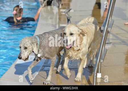 Cane annuale nuotare a Saltdean Lido, Brighton 14/09/2019 Un finale di stagione in caso quando i proprietari possono nuotare con i loro cani in un aperto Piscina pubblica Foto Stock