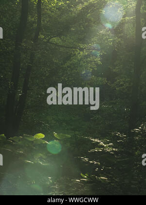 Bellissimo sfondo naturale con raggi solari nel profondo della foresta di faggio, concetto ambientale sullo sfondo Foto Stock