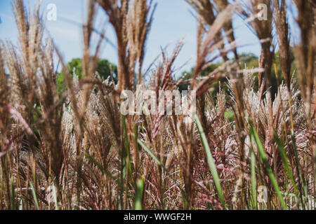 Close up fotografia di erba che cresce in un campo in Somerset Foto Stock