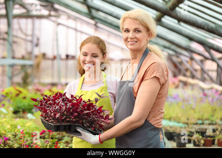 Giardinieri di sesso femminile che lavorano in serra Foto Stock