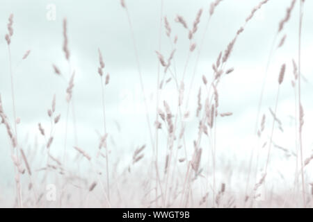 Sfocato autunno sfondo. Tall orecchie di erba selvatica shot contro lo sfondo del cielo di autunno. Tonificante morbido. Foto Stock